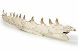 Mosasaur Jaw with Twelve Teeth - Morocco #225341-7